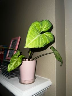 Indoor Plant (with pot)