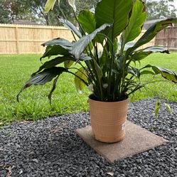 Plant Peace Lily