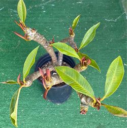 Plumeria