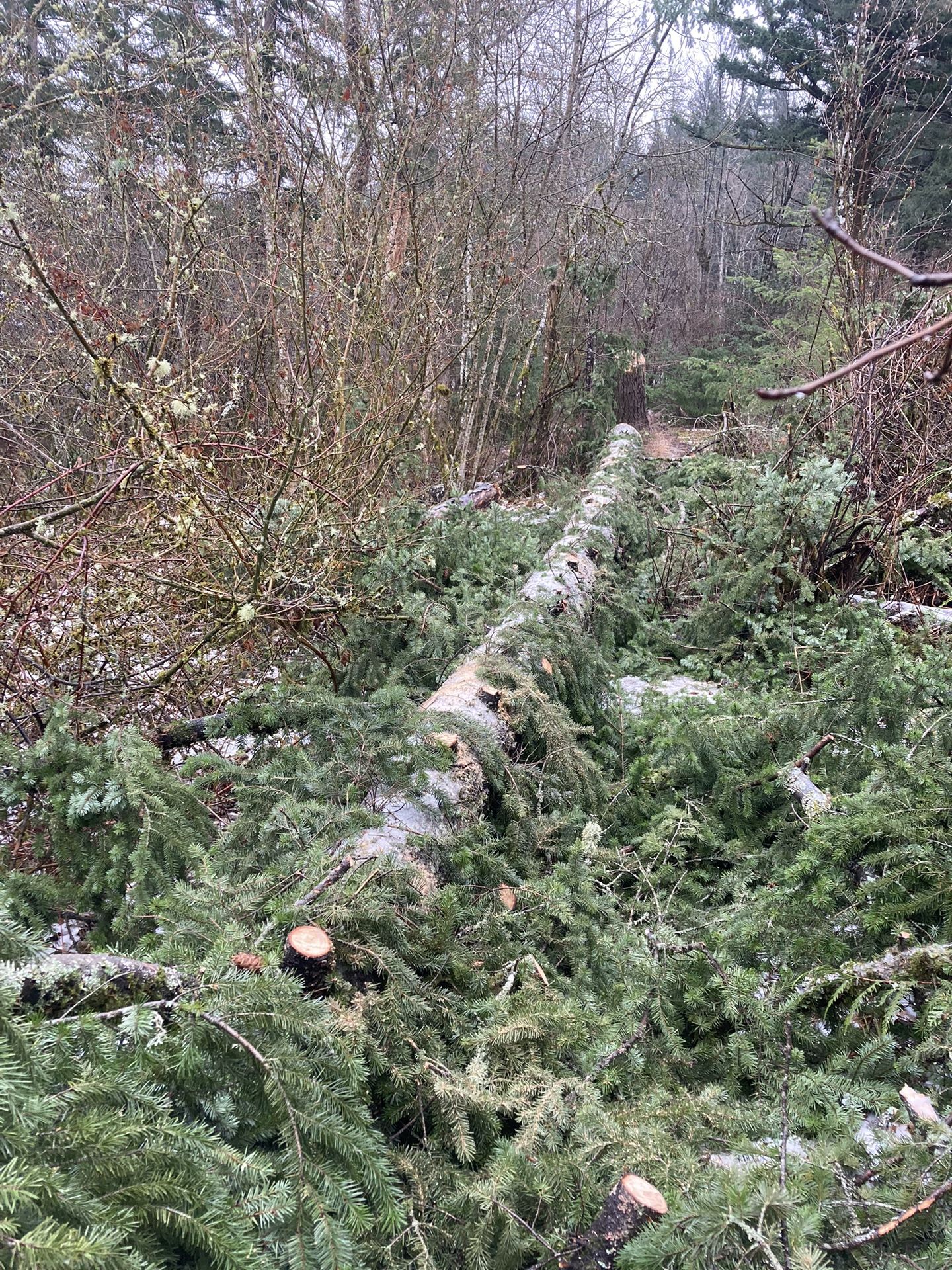 Fir Tree In Washougal For Sale