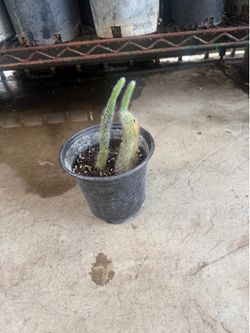 Monkey tail cactus