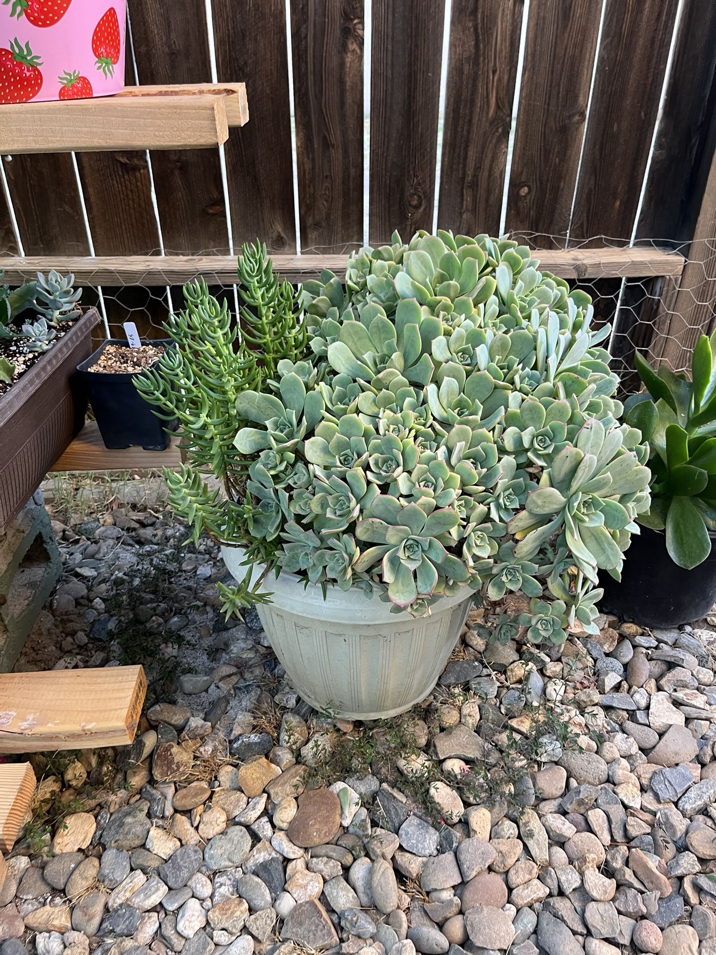 Succulent Plant
