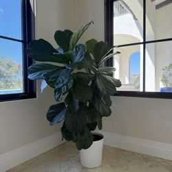 Tall ficus plants