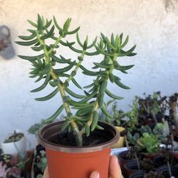 Shark Tooth Succulent In 4” Pot