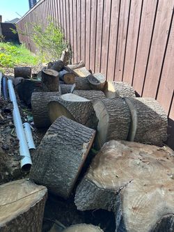 Paulownia tree wood for sale.
