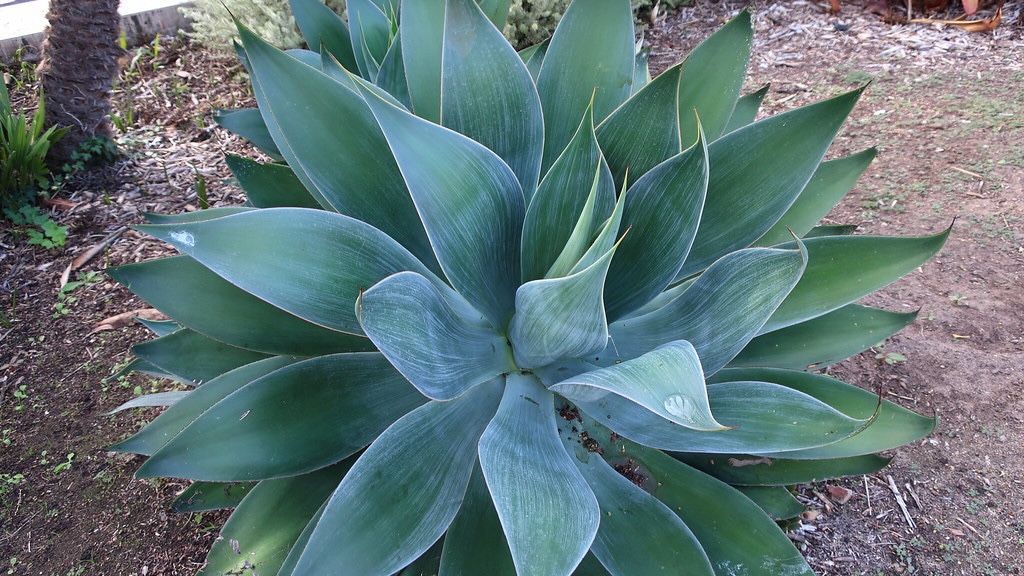 Agave Blue Flame. 6 Inch Pot 10-12 Inches Tall