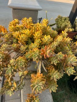 Succulent