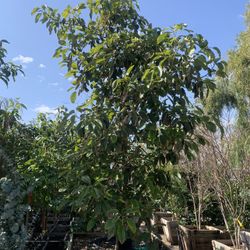 Hass Avocado Tree 36” Box