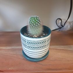 Cactus In Ceramic Pot