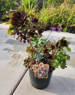 Large beautiful potted succulents arrangement!