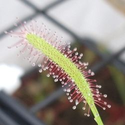 Carnivorous Plant Drosera Capensis Sundew