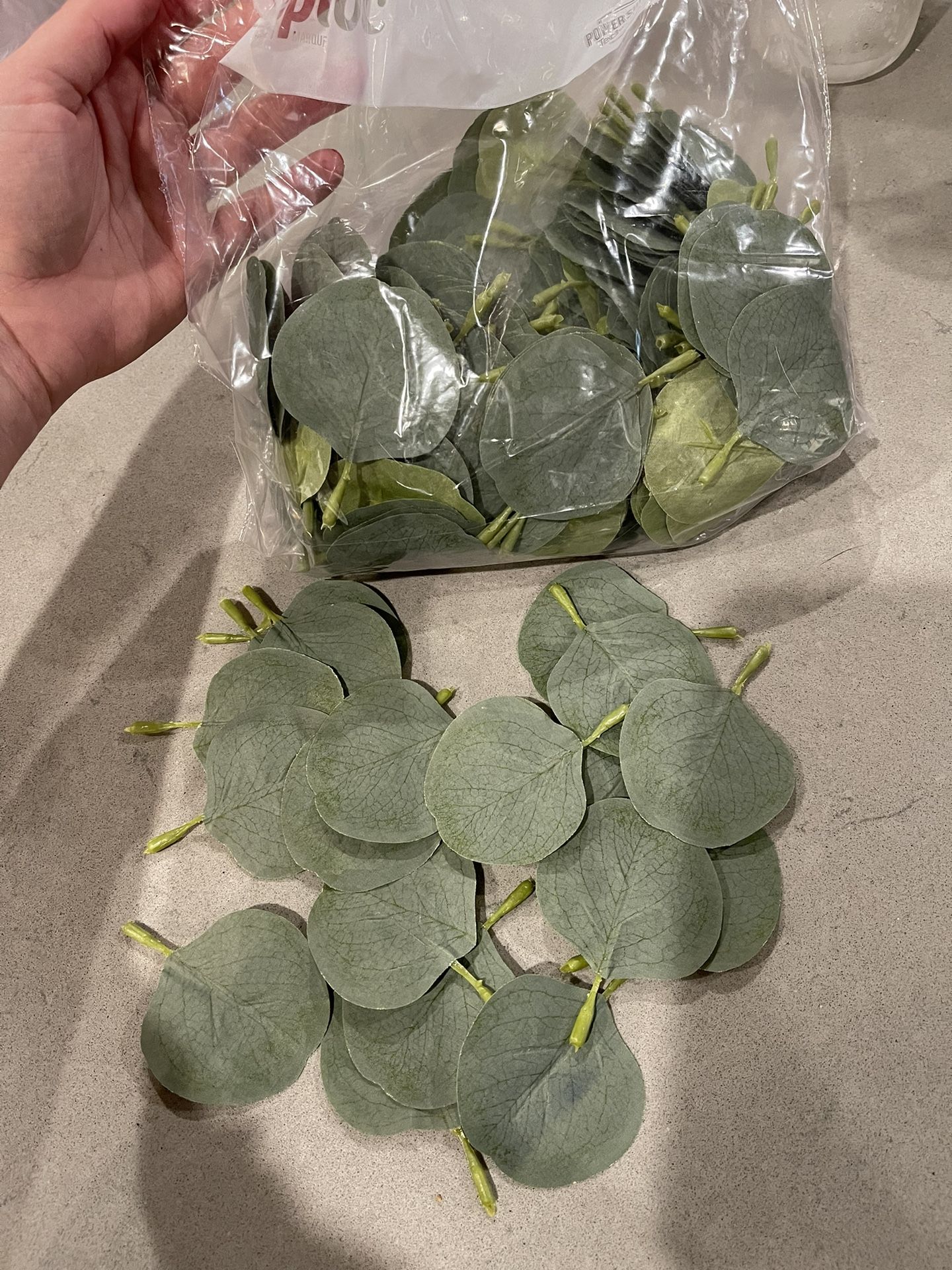 Individual Eucalyptus Leaves