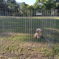 Dog Playpen 