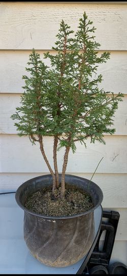 Bonsai Tree 17 Inches With Brass Pot six year old