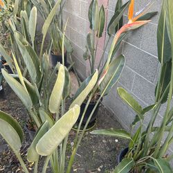 Plants 