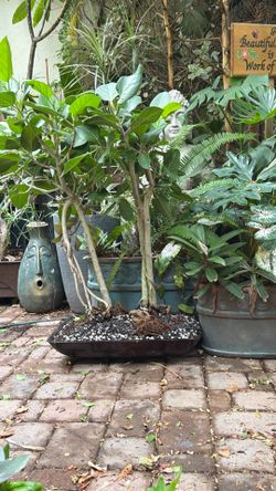 Beautiful 19’year old 4 Audrey fig bonsai