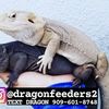 @dragonfeeders2 