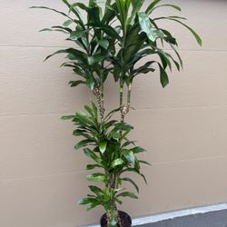 Beautiful Real indoor Plants $50 Each!!!