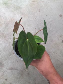 Anthurium dark phoenix