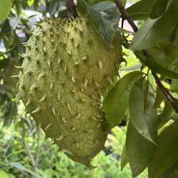 Soursop Fruit $12 Per Lb