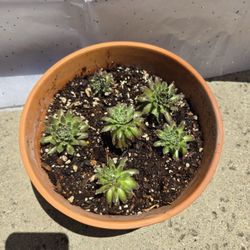 Succulent Arrangement