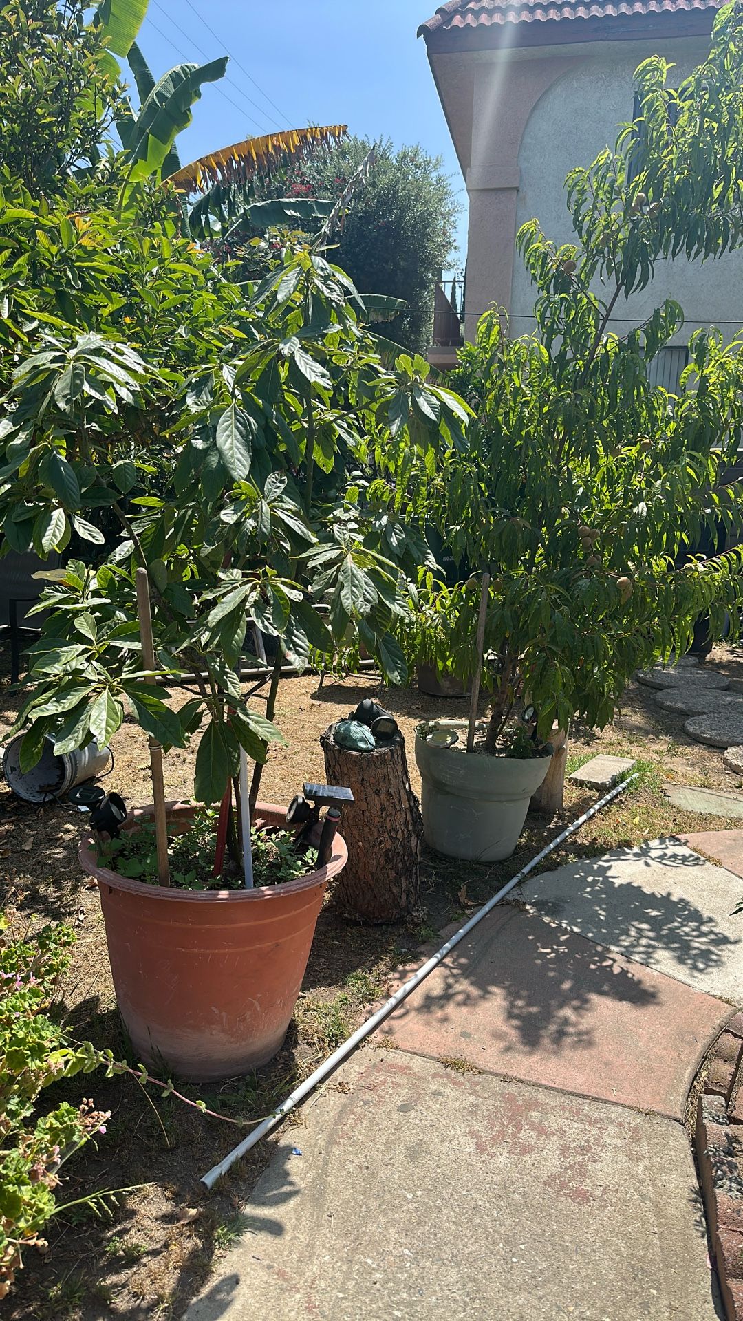 Aguacate 4pies Durasno Dulce Con Fruta $300 Los Dos