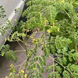 Moringa