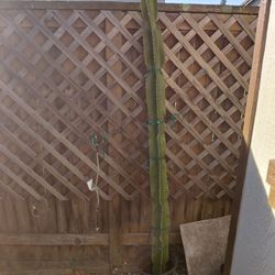 6 Ft Cactus
