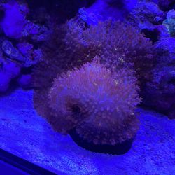 Fake XXXL Pink, Pincushion Mushroom Coral
