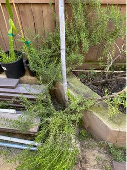 Free rosemary cuttings