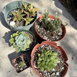 Succulents $2 Each 