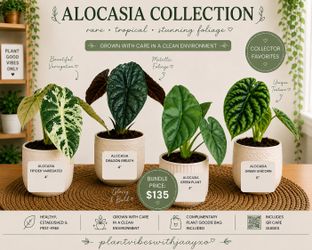 🌿 Alocasia Plant Collection | Frydek Variegated, Green, Green Unicorn & Dragon Breath