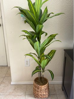 Beautiful home plant