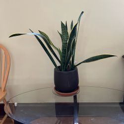 Snake Plant In Pot
