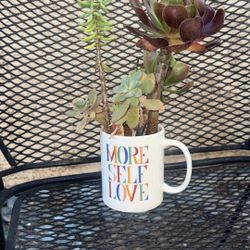 More self love what a beauty only five dollar succulents beautiful