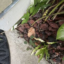 Variegated Syngonium Albo plant Cuttings (pls Read Description Below)