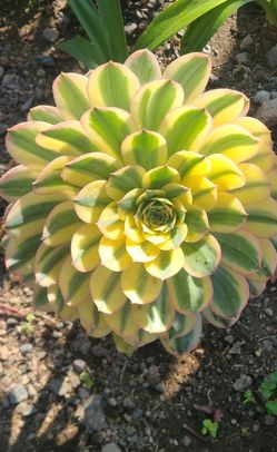 Aeonium Sunburst Succulent