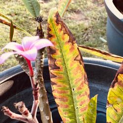 Plants 2 pots  $5