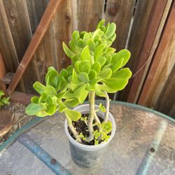 Tree Stonecrop Plant Por