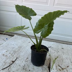 Elephant Ear Plant 