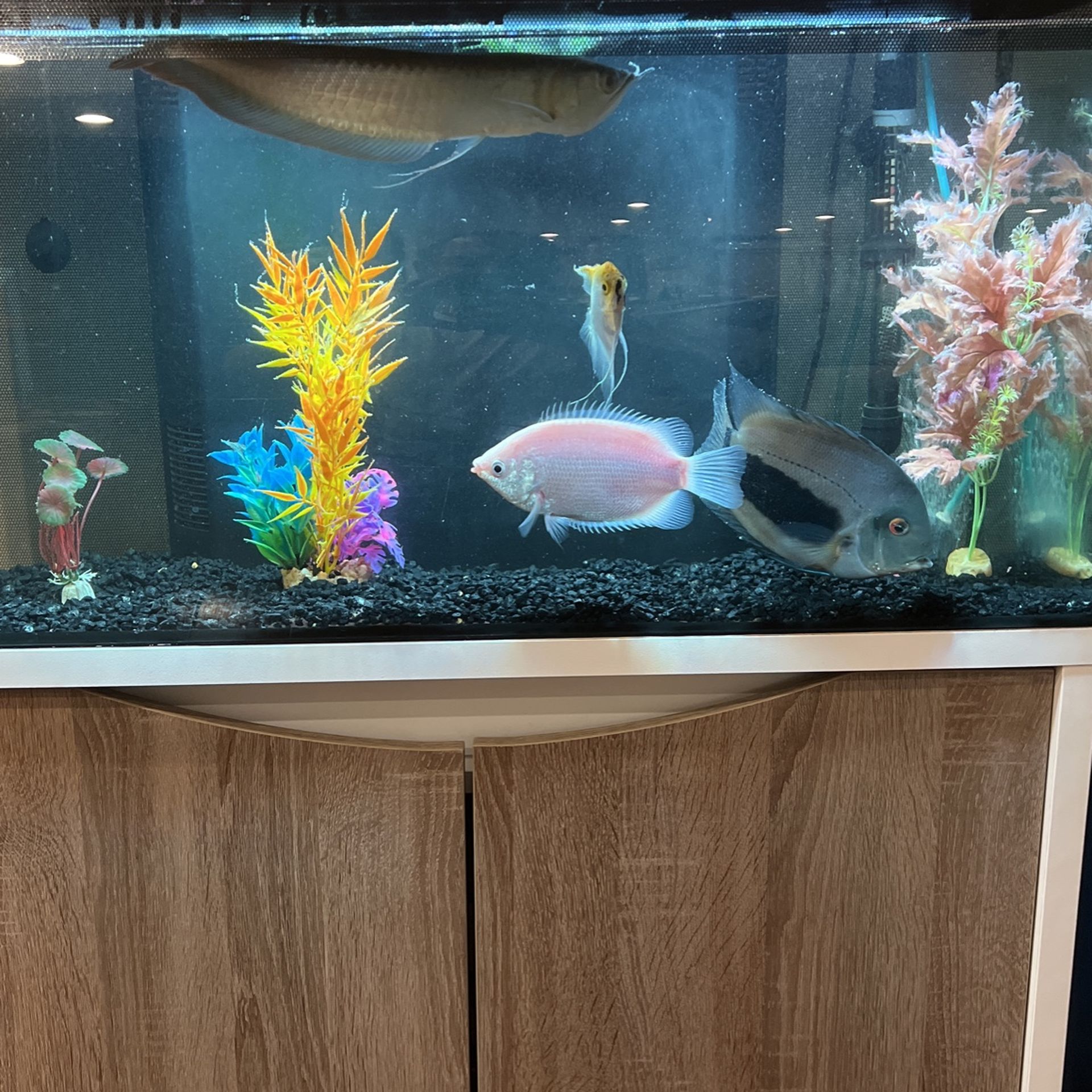 Fluval Fish Tank With Stand And Fish