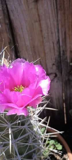 Cactus plant.