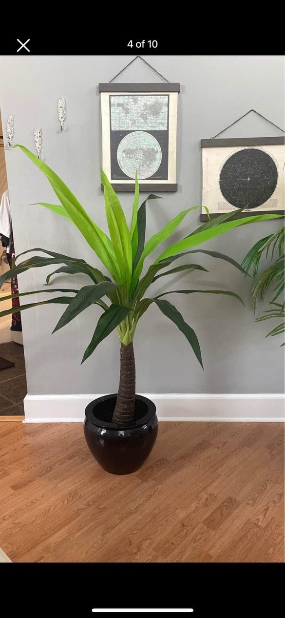 Realistic Yucca Palm Tree Synthetic Faux Plant in Heavy Black Lacquer Ceramic Pot.