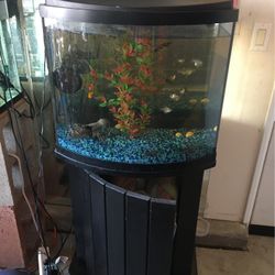 fish tanks 