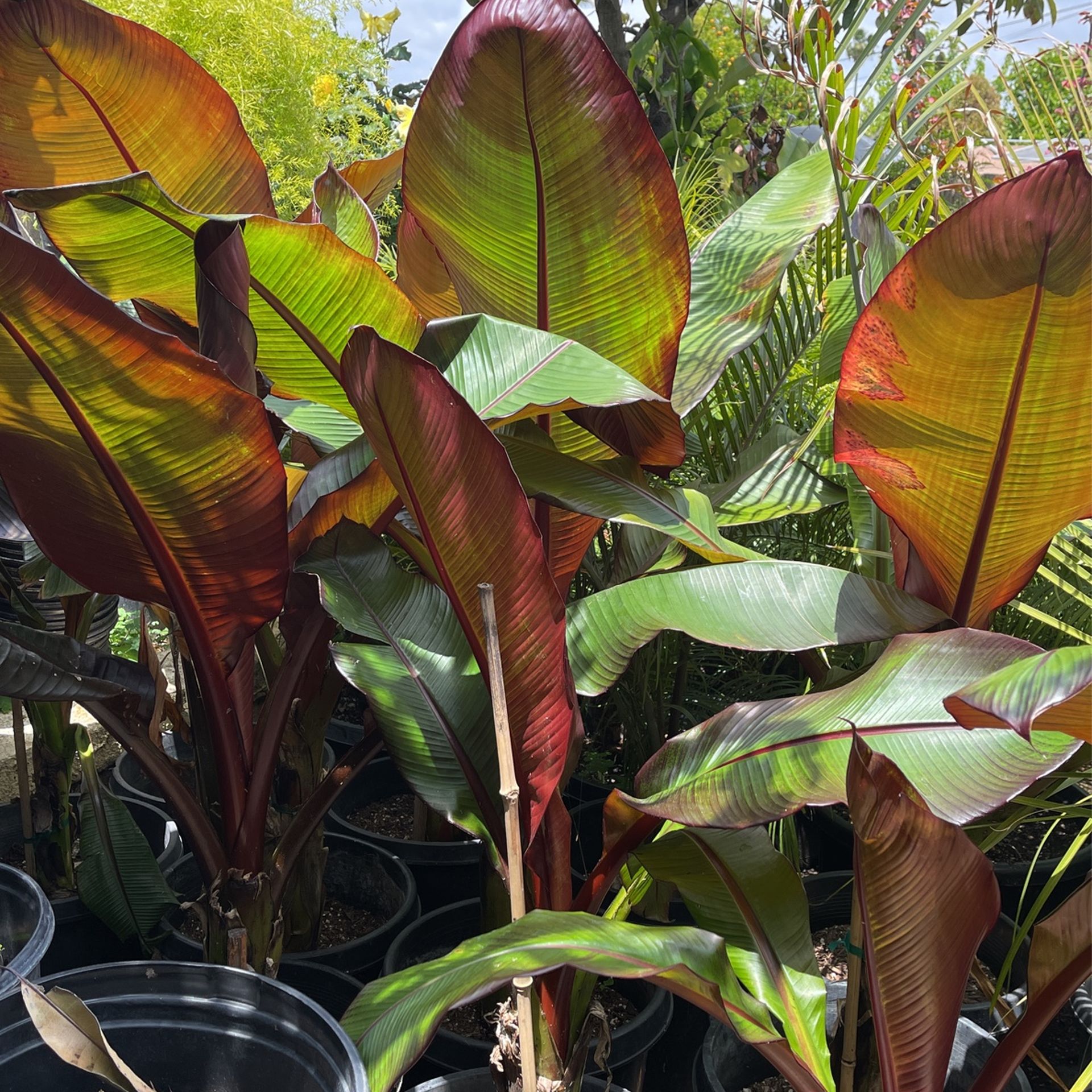 Red Banana Tree 68 each for Sale in Santa Ana, CA OfferUp