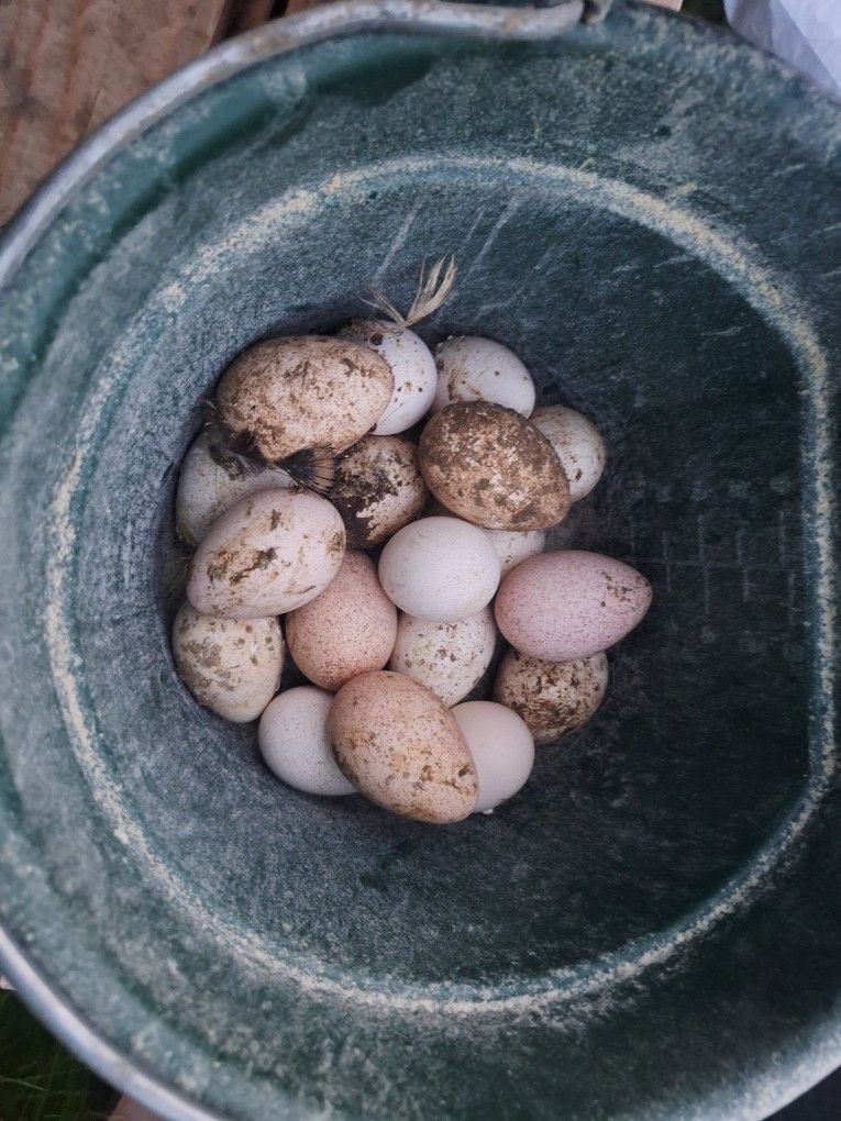 Turkey Eggs