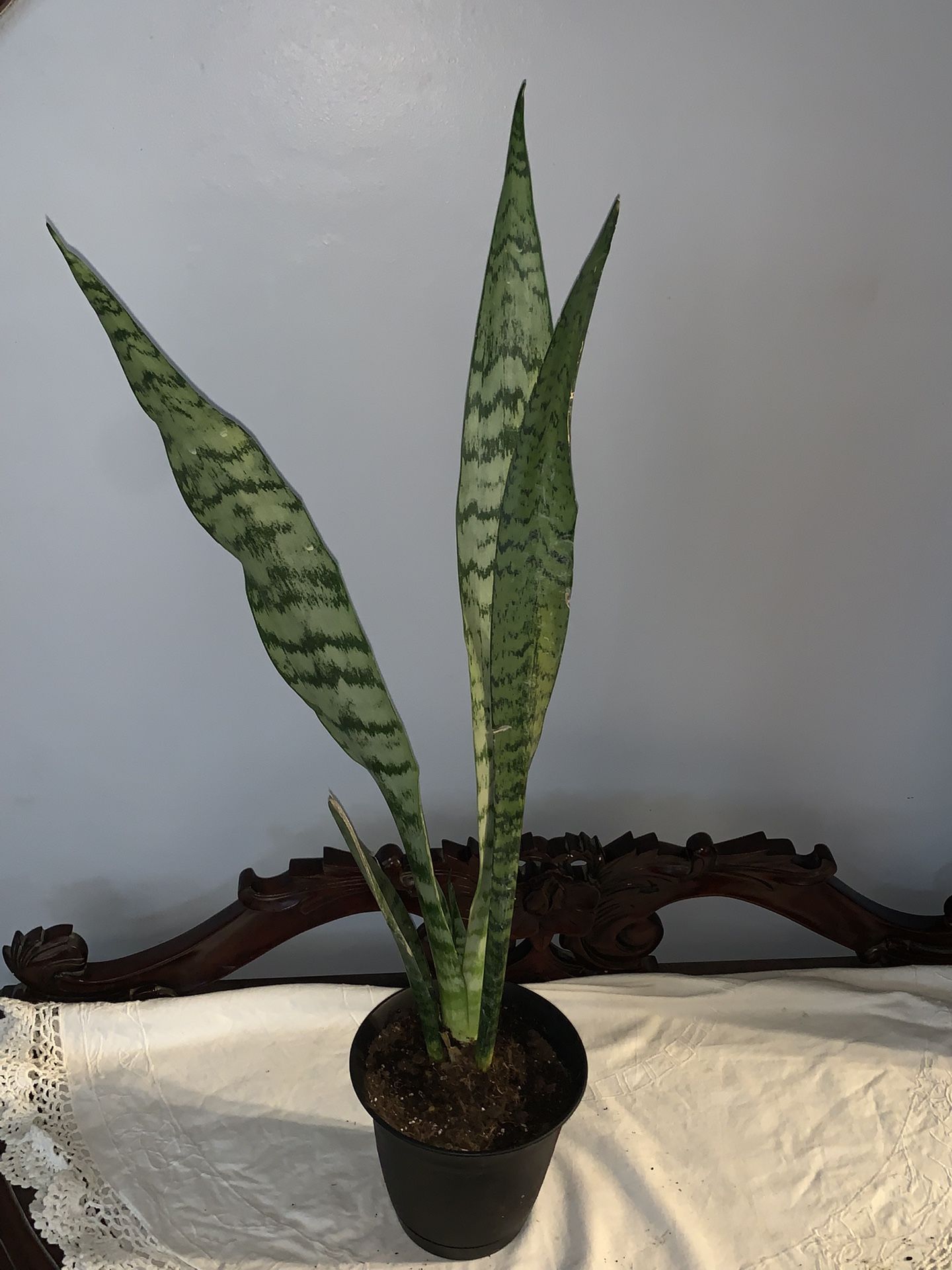 24” Snake Plant