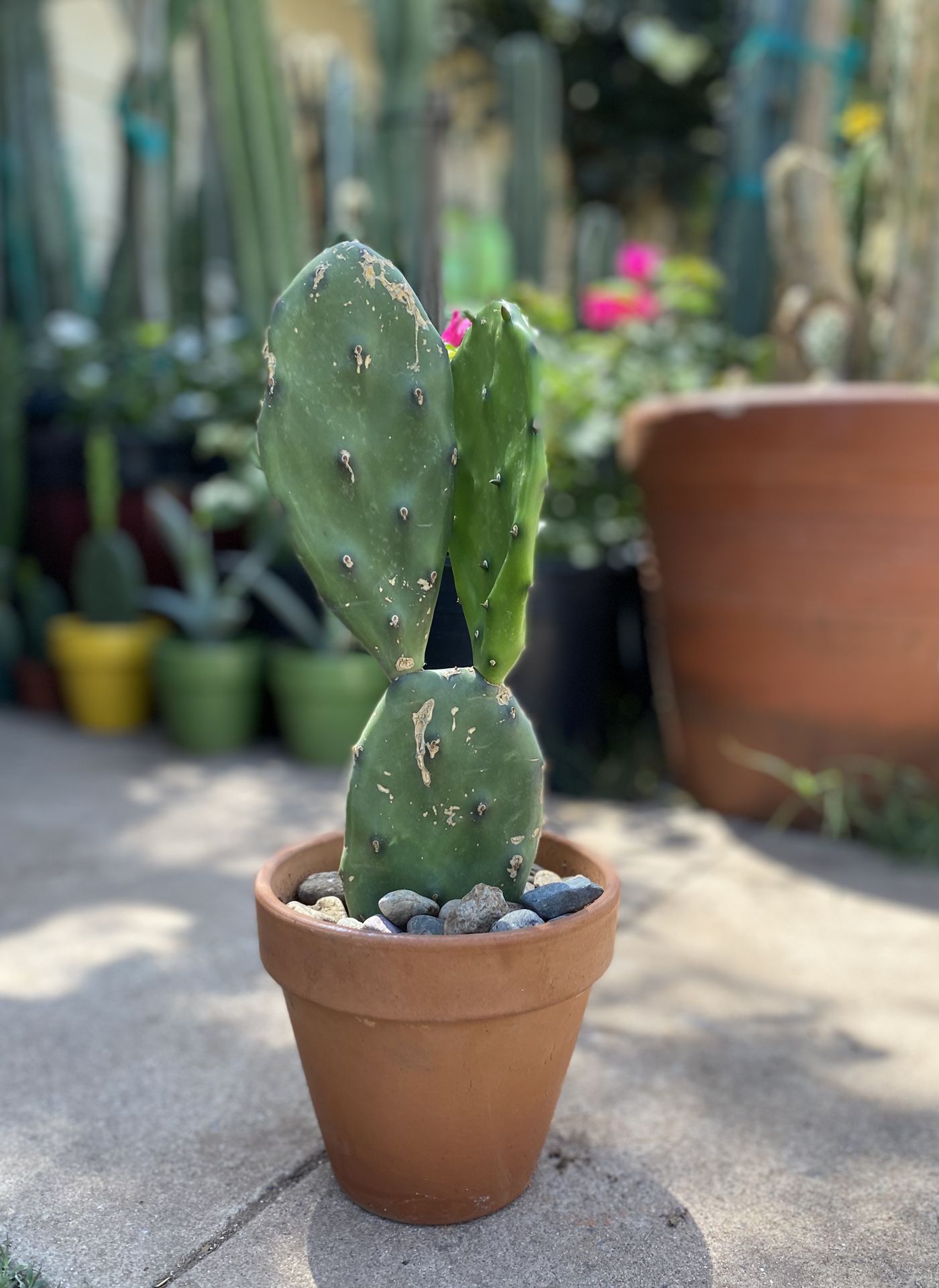 Prickly Pear Cactus Plant