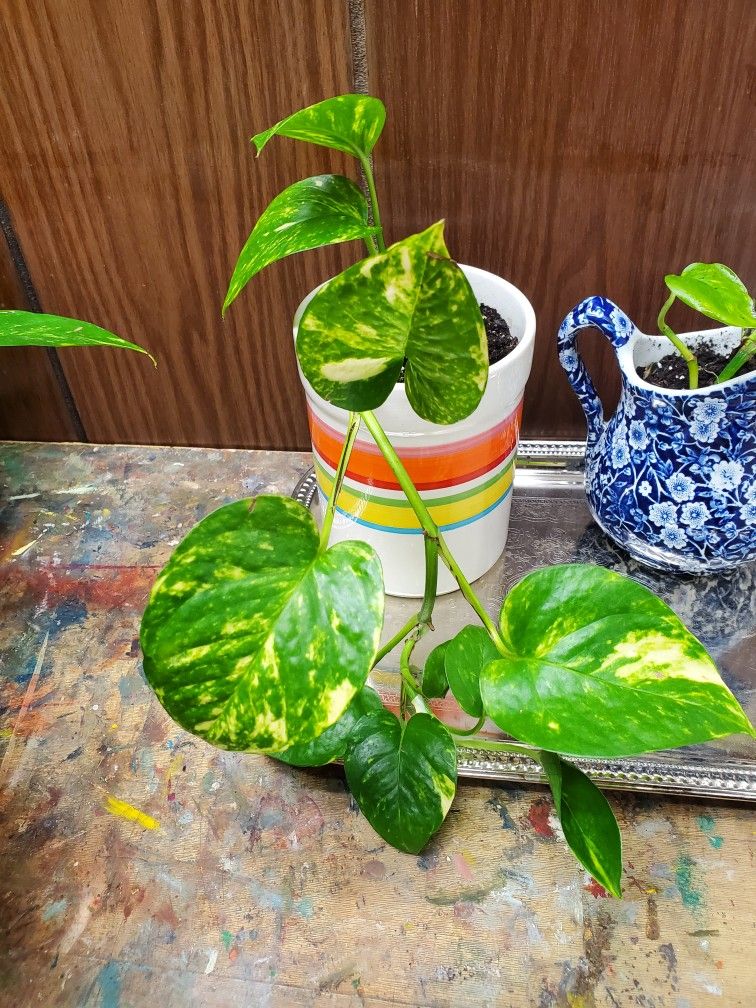 Pothos Plant In Colorful Flower Pot Planter