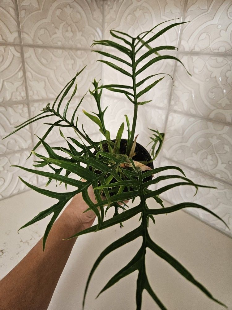tortum philodendron